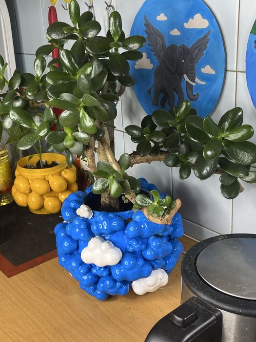 Денежное дерево, Толстянка крассула