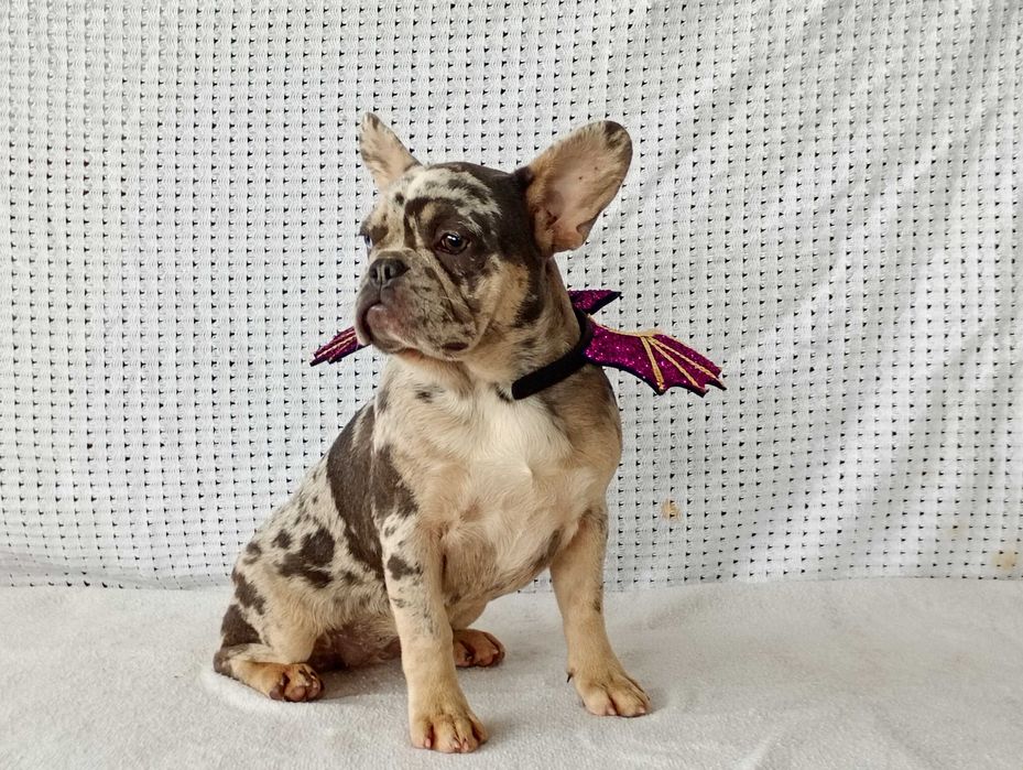 Bulldogue francês fêmea merle