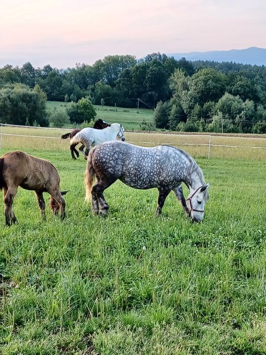 Sprzedam klacz zimnokrwistą