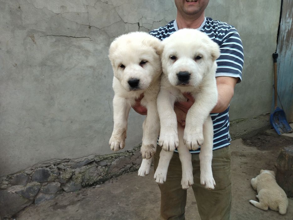 Пропоную щенят середньоазіатської вівчарки