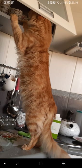 Reproduktor Maine Coon