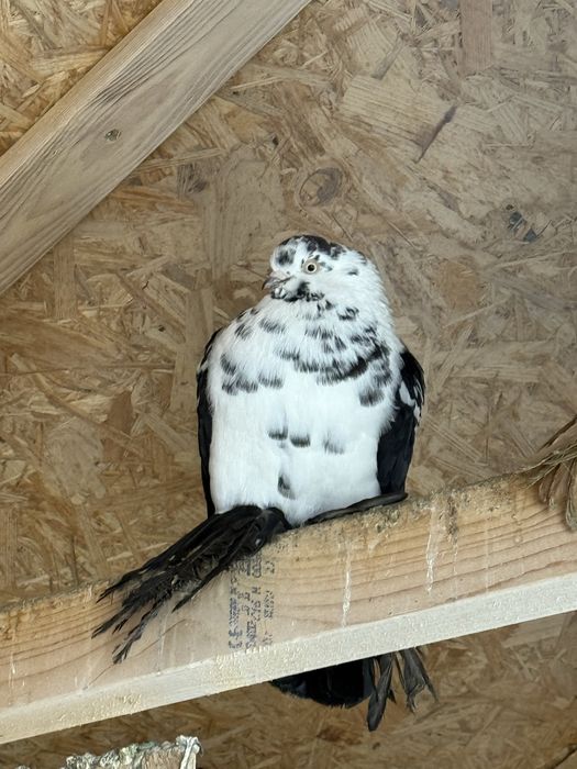 Gołębie młode widymy parka