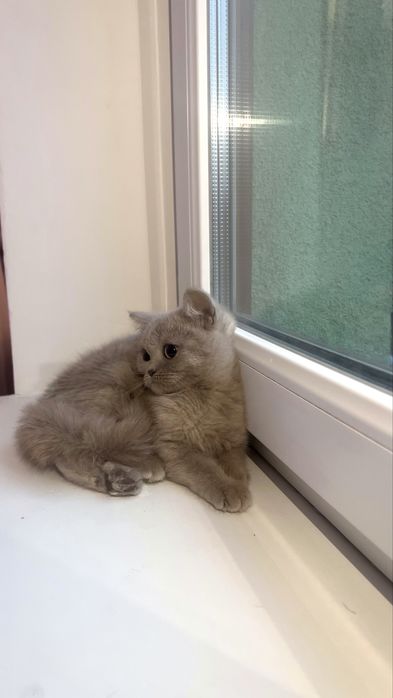 Британське лілове кошеня