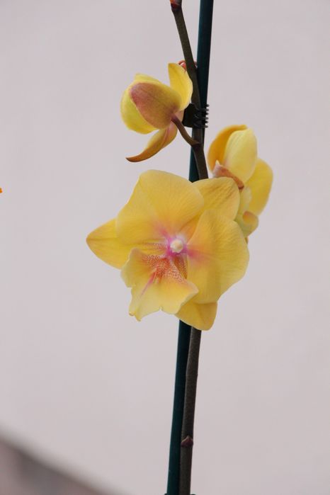 Орхідея фаленопсис жовта бігліп