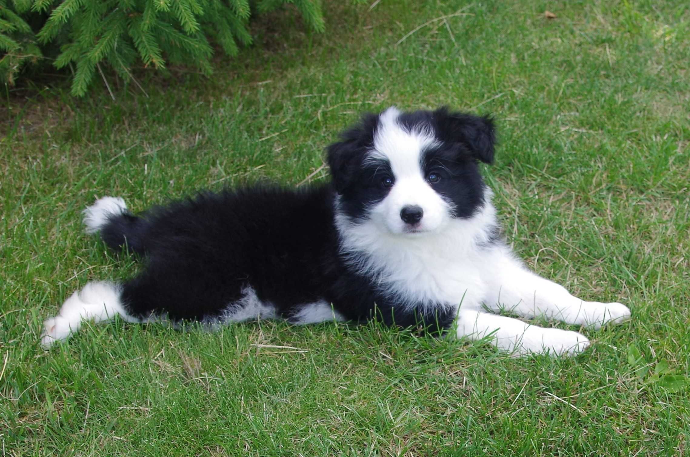 Border Collie - ZKwP/FCI śliczny piesek po Championach