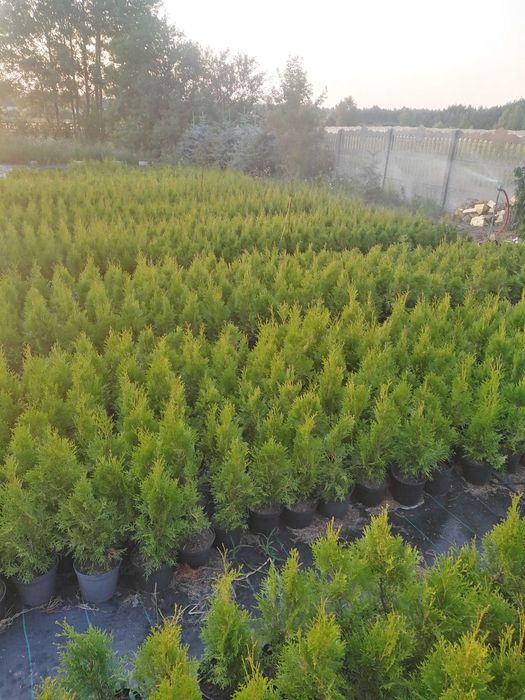 Tuja Thuja szmaragd 50-100