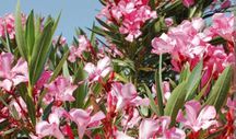 Oleander pospolity krzew rożowe kwiaty kwiatki duży okaz 120cm