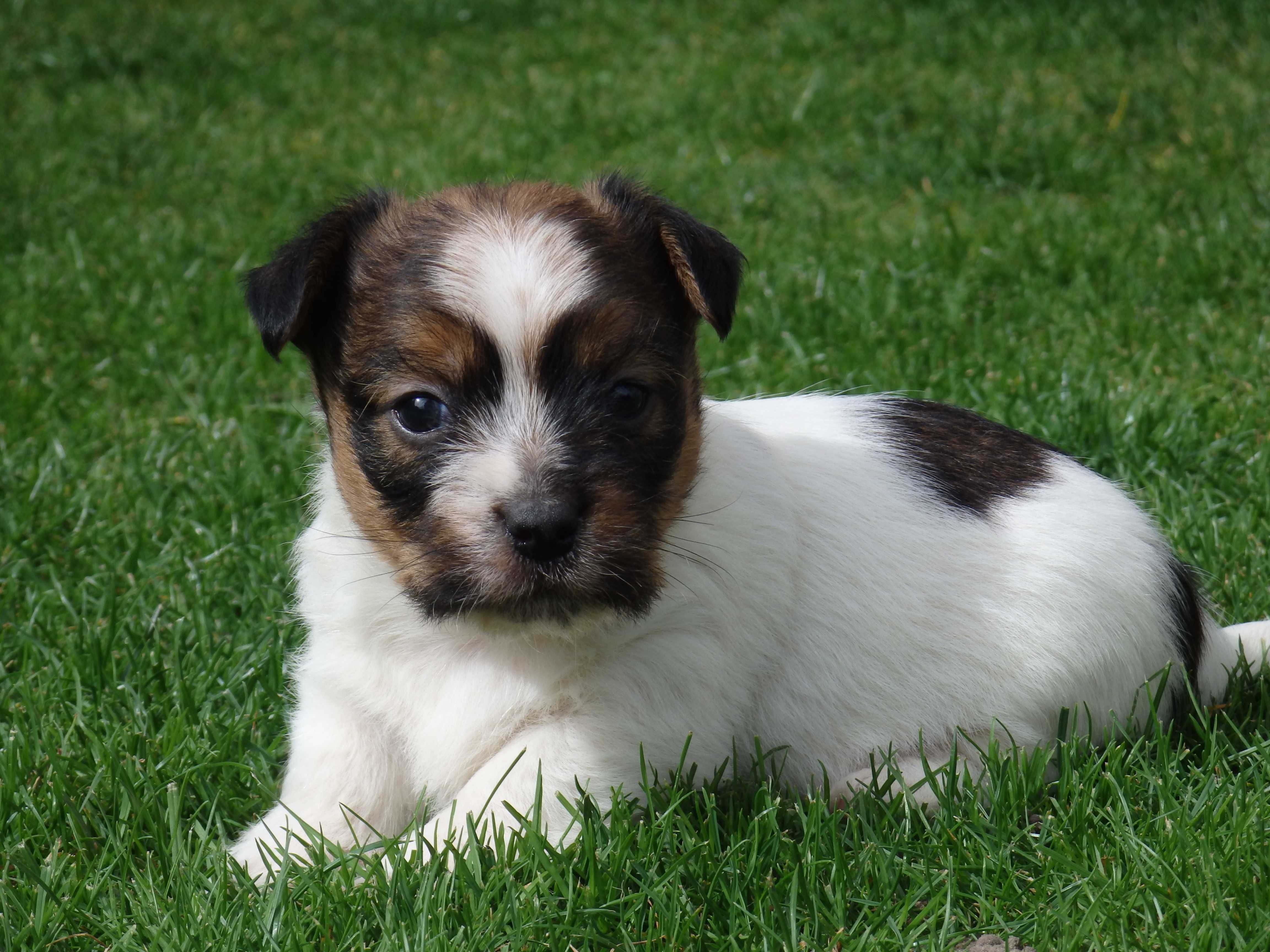 Jack Russell Terrier  piesek od #SMARTIE JACKS# parents FCI/ ZKwP