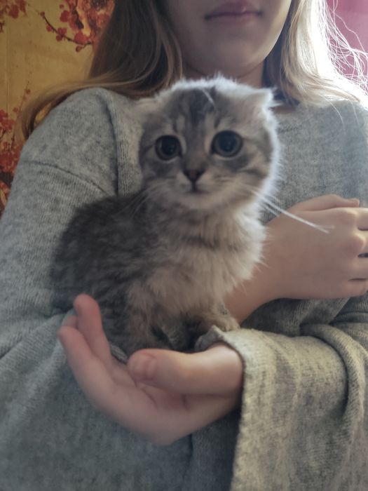 Шотландські висловухі котята
