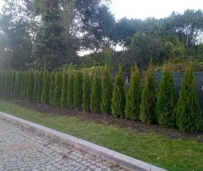 Thuja Tuja Szmaragd 160cm gotowy żywopłot TRANSPORT SADZIMY