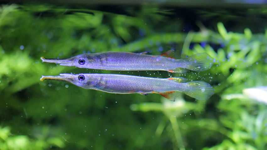 Półdziobek karłowaty fajna rybka