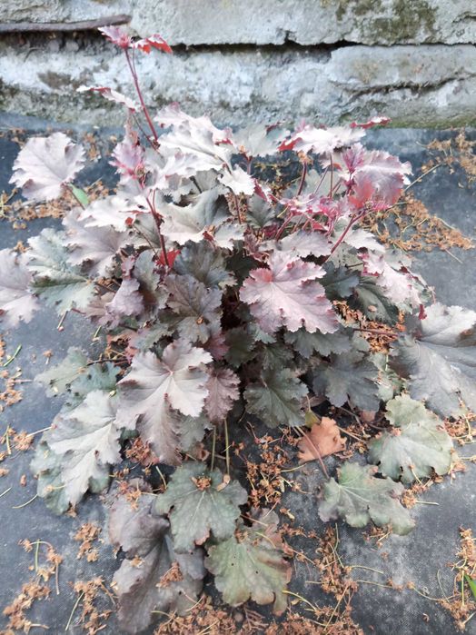 Гейхера, бересклет