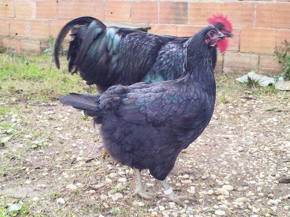 Casal Jersey gigante negro