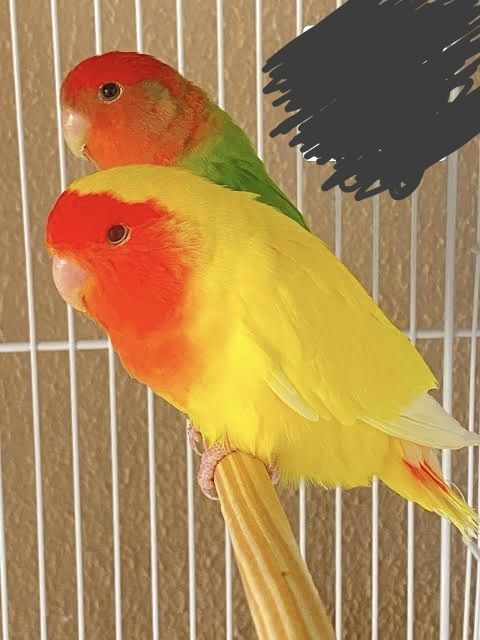 Procuro casal reprodutor