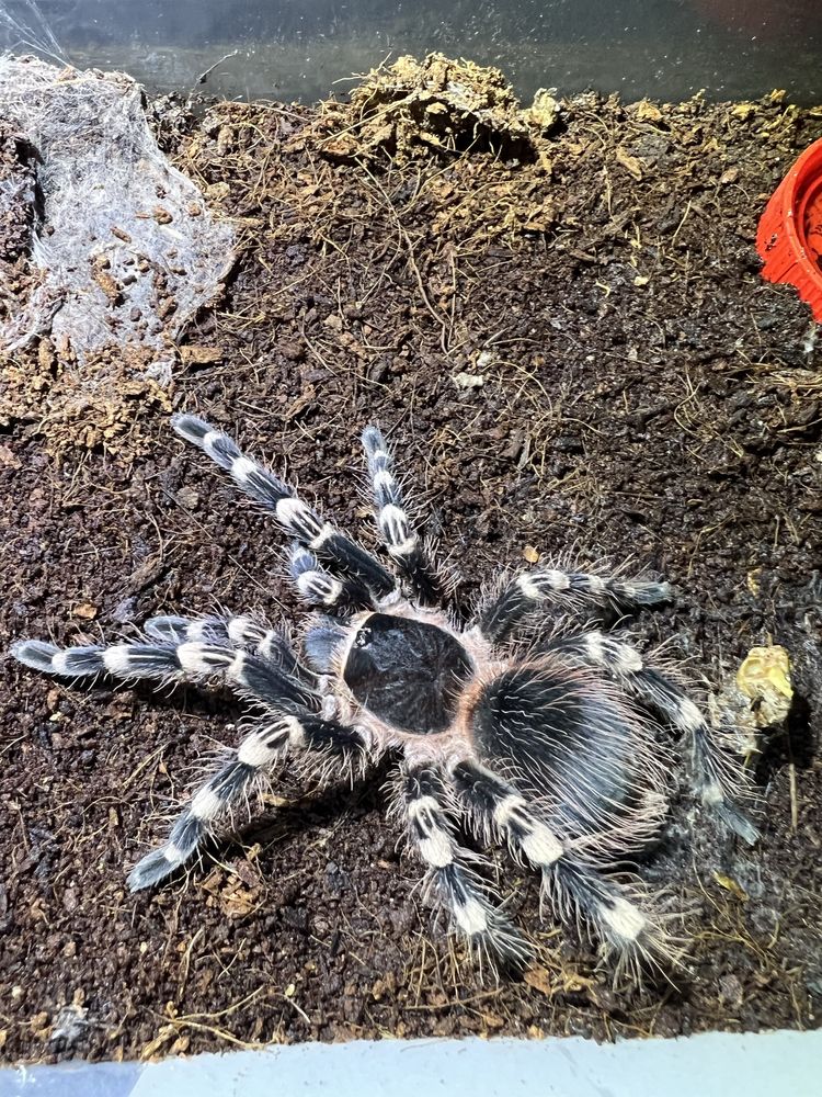 Продам самку Acanthoscurria geniculata