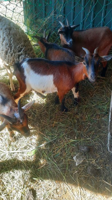Tenho algumas cabras
