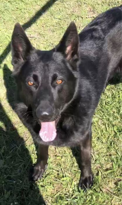 Отдадим щенят (Помесь)