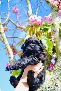 Micro! Cachorro Maltipoo, Yorkie, Toy Poodle com 2 meses de idade