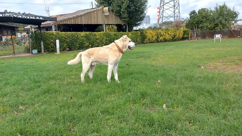 O melhor cão do mundo
