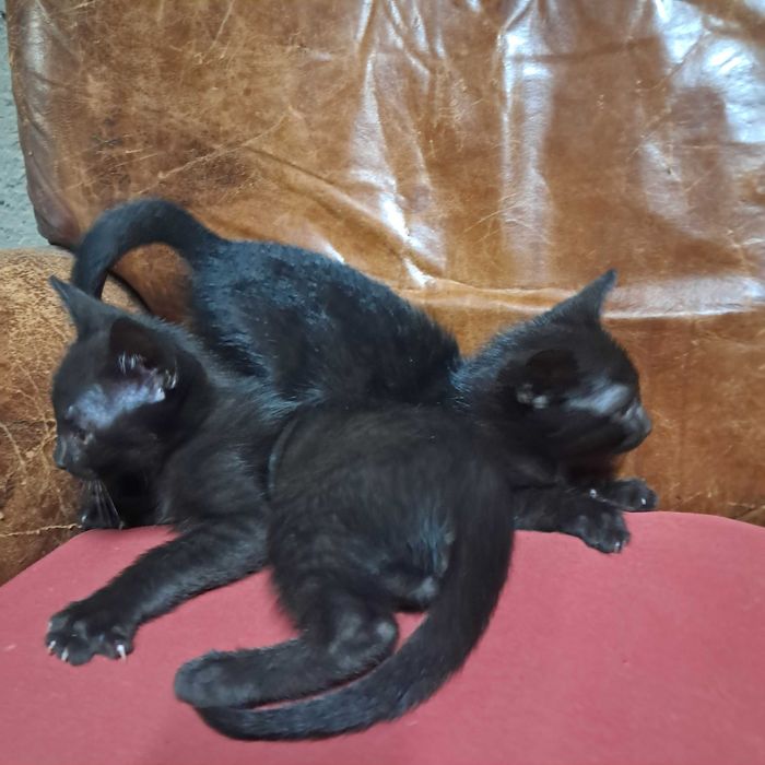 Gatinhos para Adopcão