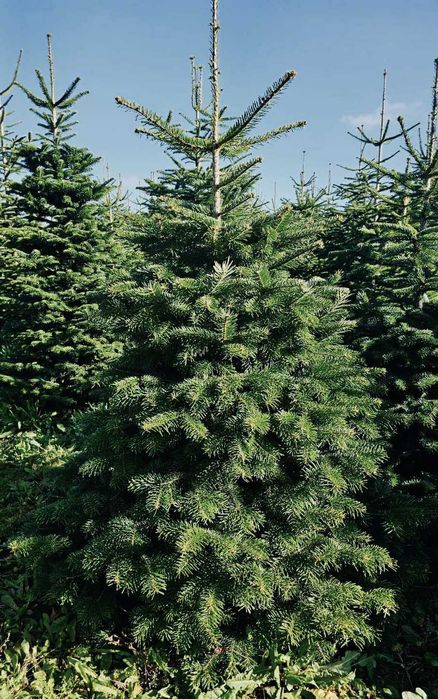 jodła kaukaska 1.70-2.00 świerk choinki