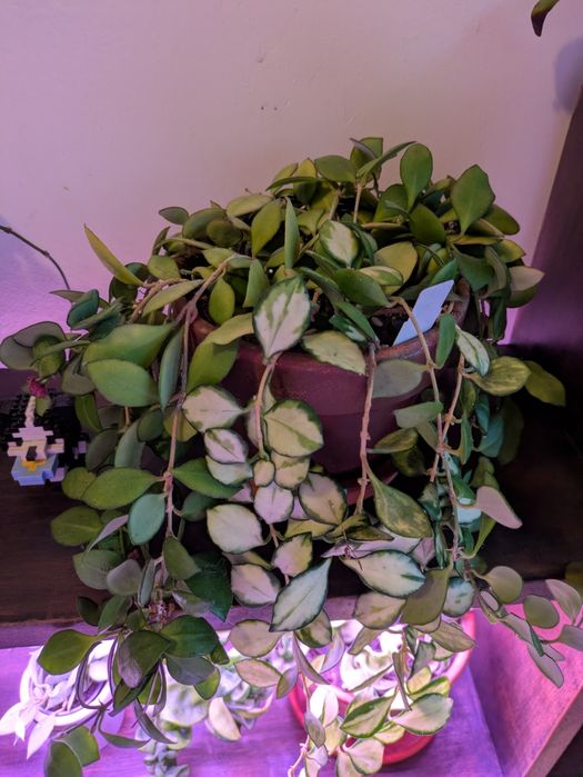 Hoya heuschkeliana + heuschkeliana variegata
