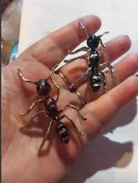 брошь брошка насекомое крутой огромный муравей мураха металл