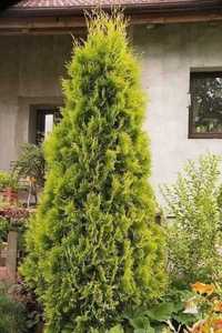 Tuja Aurescens. Wysokość  60-70cm.