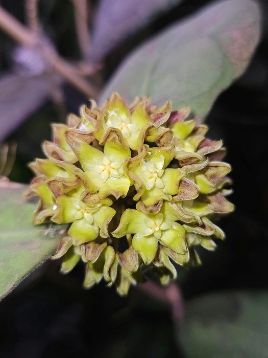 Hoya aff. Lambii splash