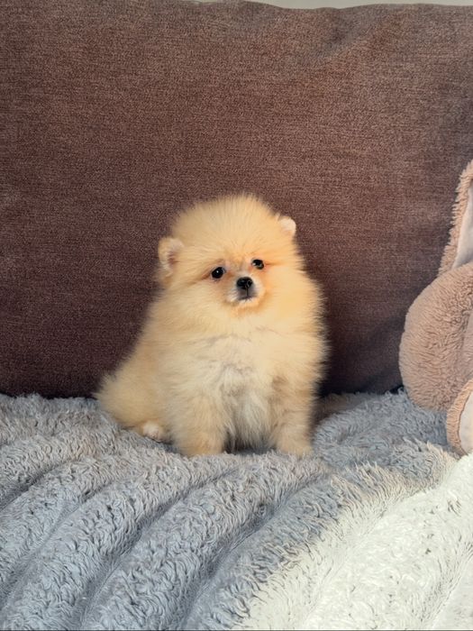 Померанский шпиц мальчик