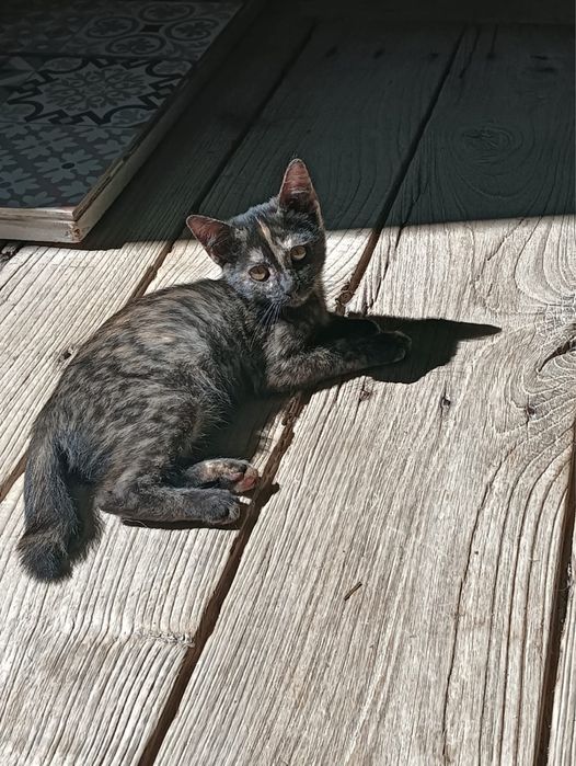 Gatinhas fêmeas para adoção