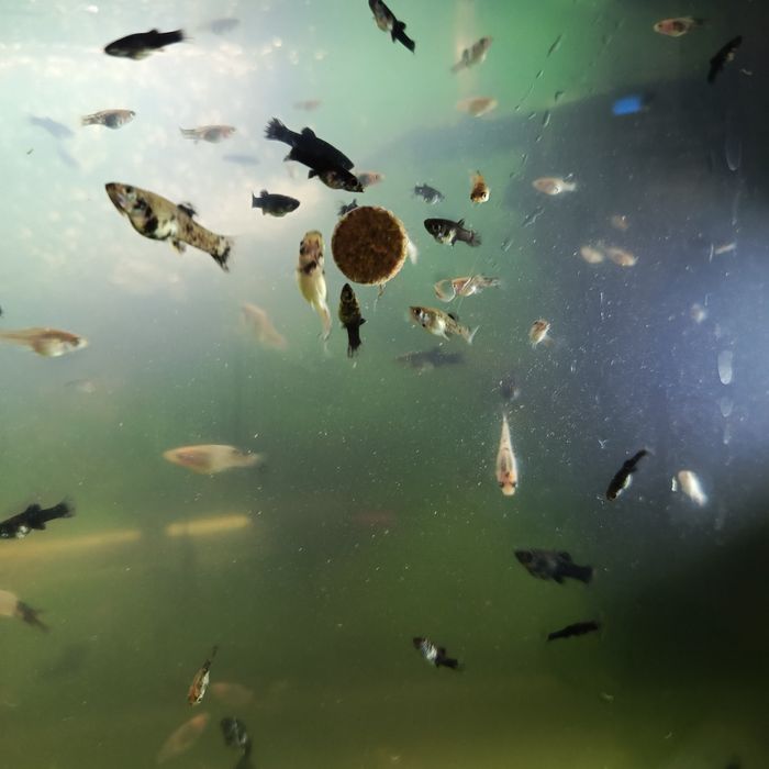 Sprzedam młode molinezje