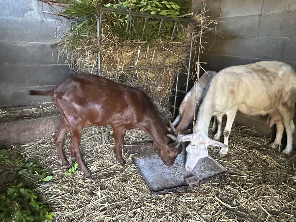 Um chibo e duas cabras