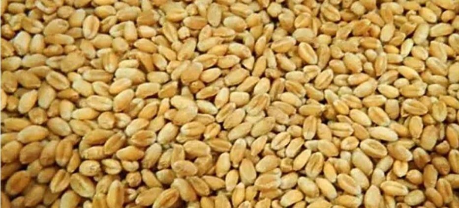 Продам пшеницю цьогорічну