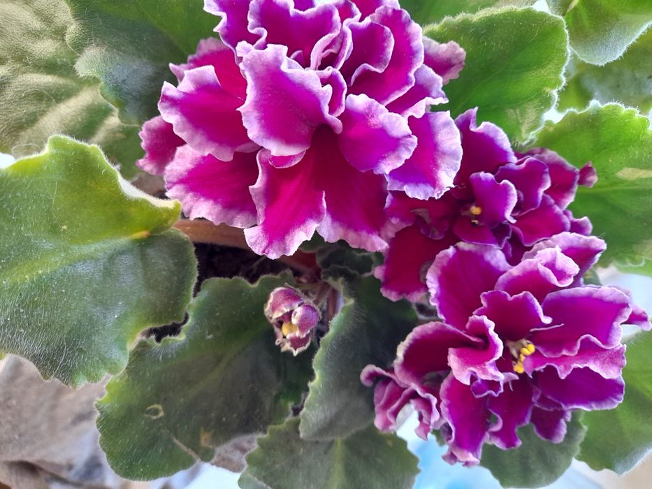 Цветы цветущие и очень красивые