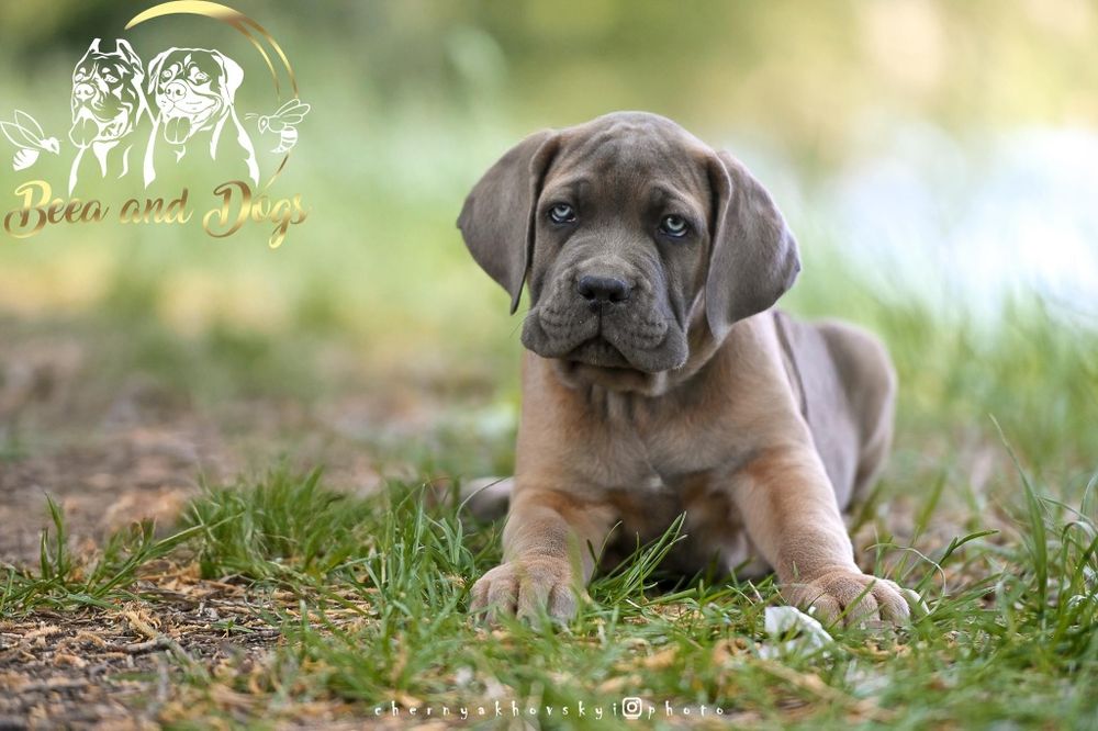 Щенки Кане Корсо