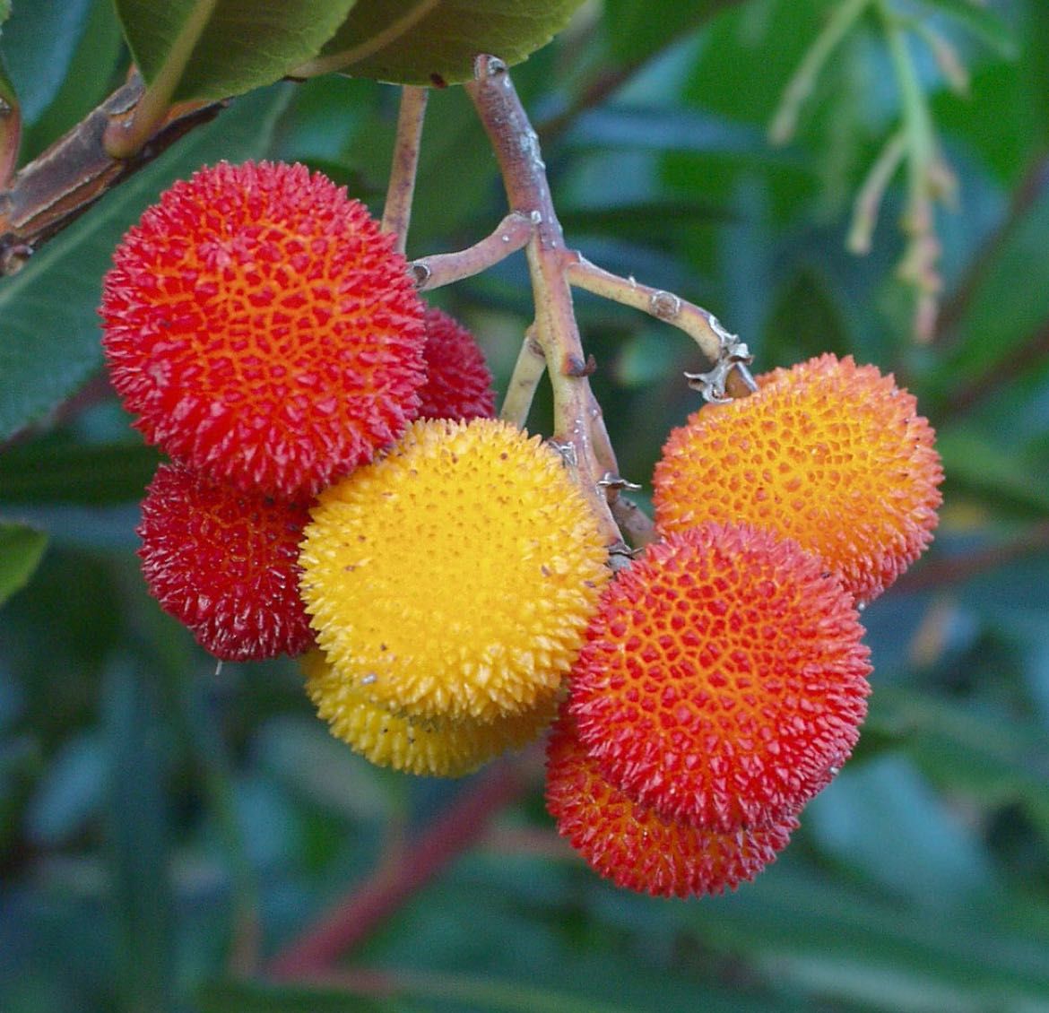 (10 x Un.) Strawberry Tree - Medronheiro (Arbutus Unedo)