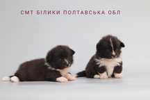 Метисы щенки корги