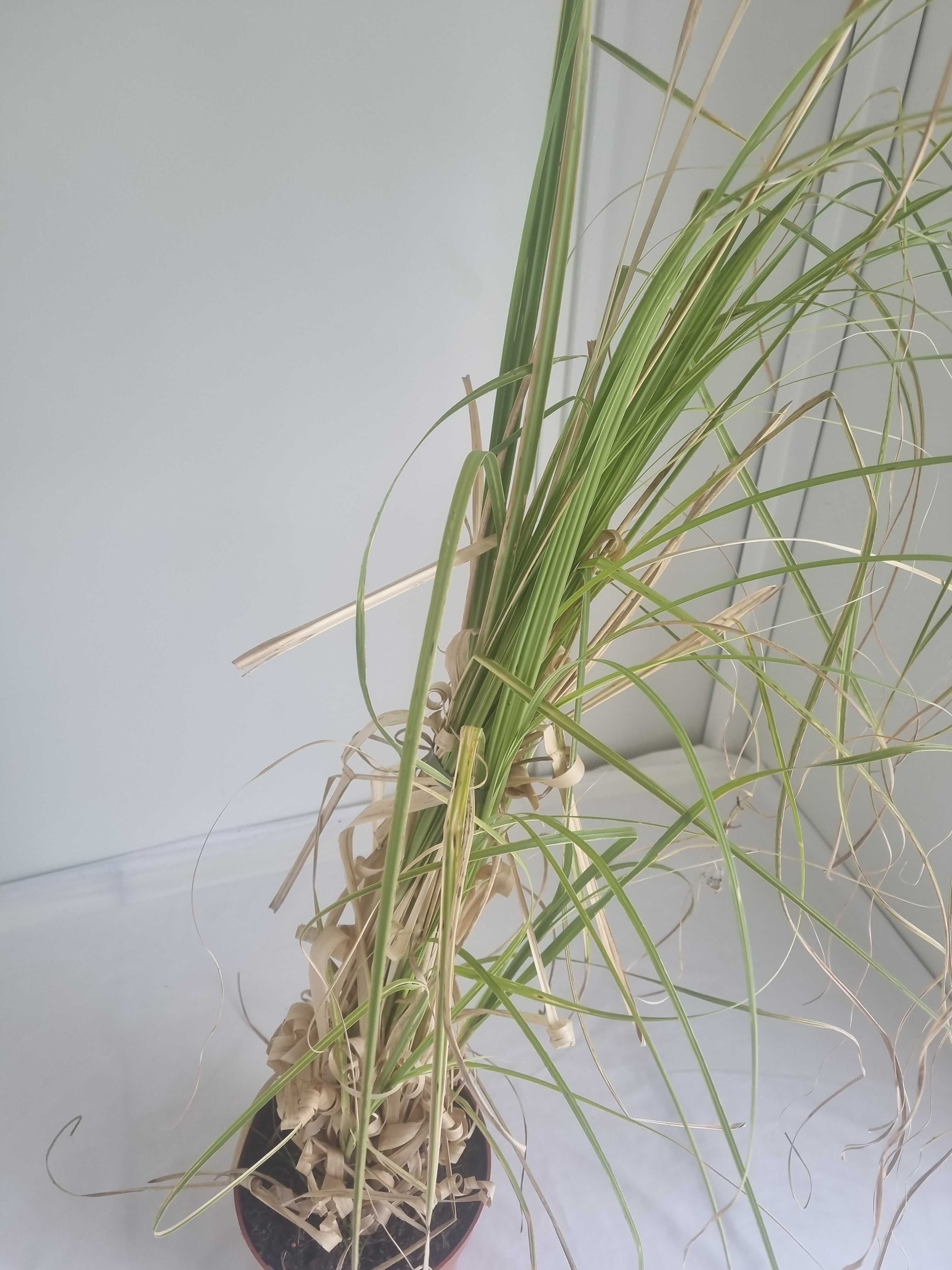 Trawa Pampasowa Różowa – Okazała, Wys. 130 cm, Doniczka 2L