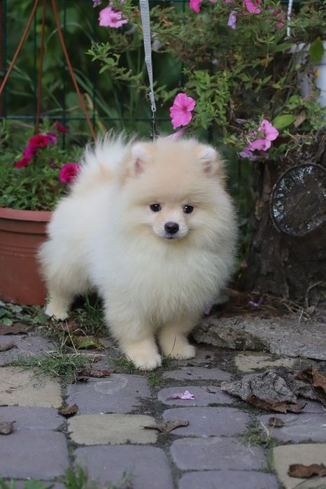 Шпіц хлопчик ведмедик