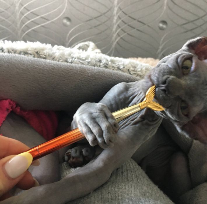 Канадський сфінкс ,  окрас blue solid , хлопчик