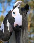 Hobby horse realistyk autorstwa zettzie (HHorse Planet) - ZTT Amaris