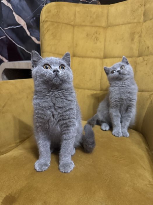 Kocur ,kocurek Brytyjski niebieski Fpl gotowy na zmiane domu