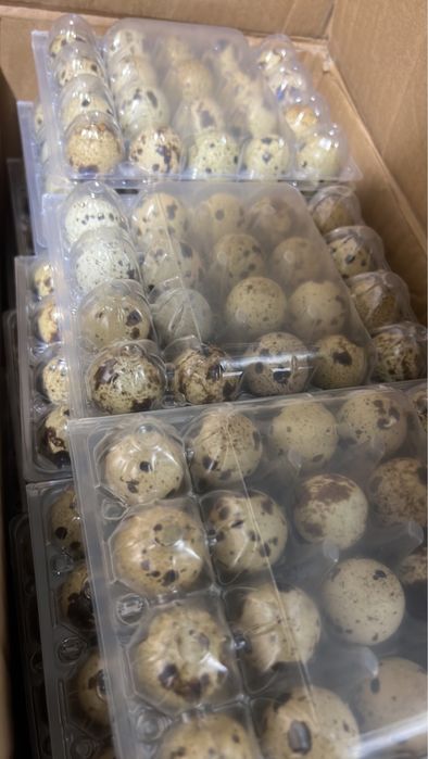 Яйця перепилині домашні