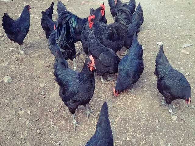 Інкубаційне яйце птиці різних порід Австралорп блакитний, чорний,спліш