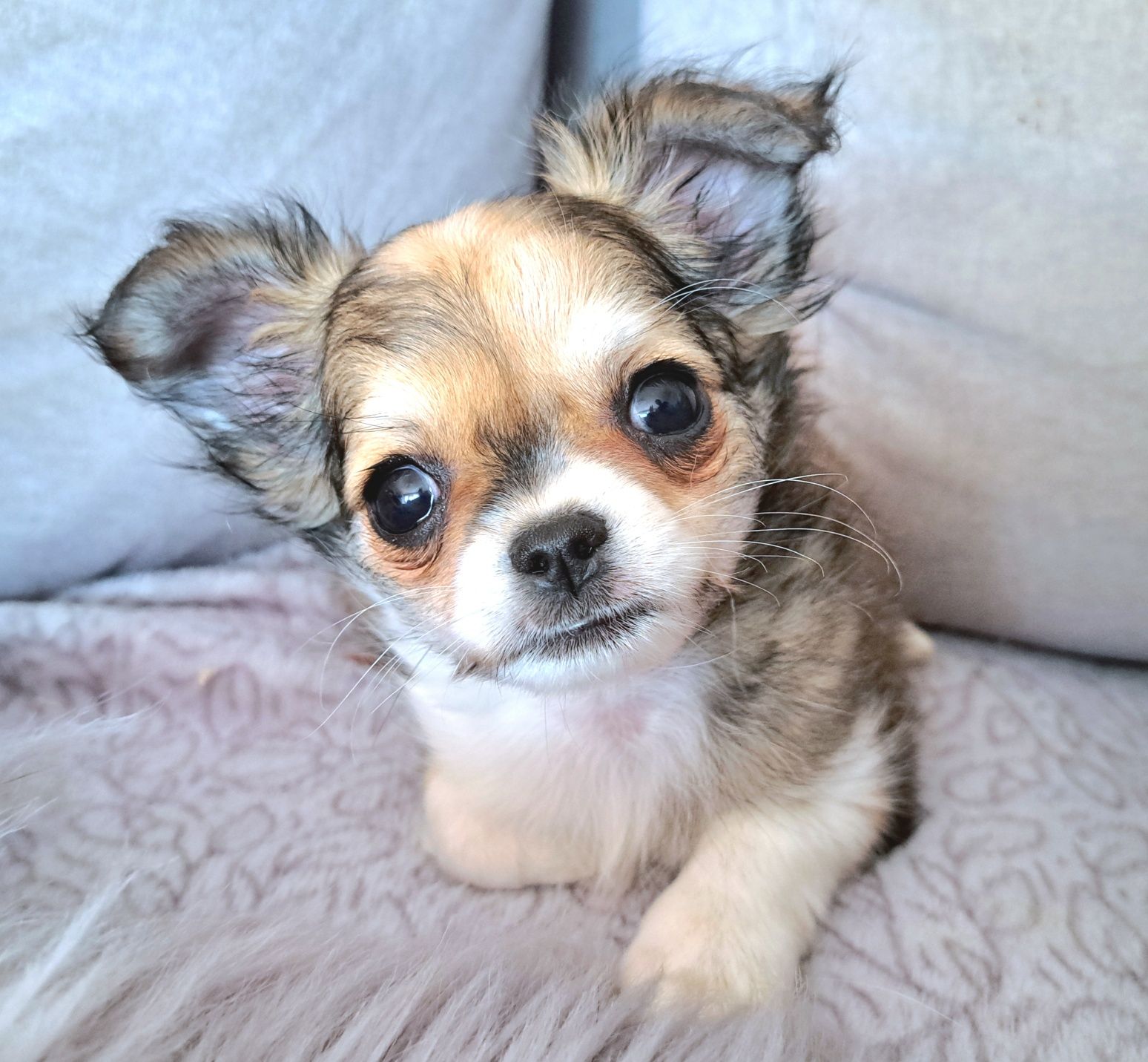 Malusi Franio szuka domku Chihuahua długowłosy