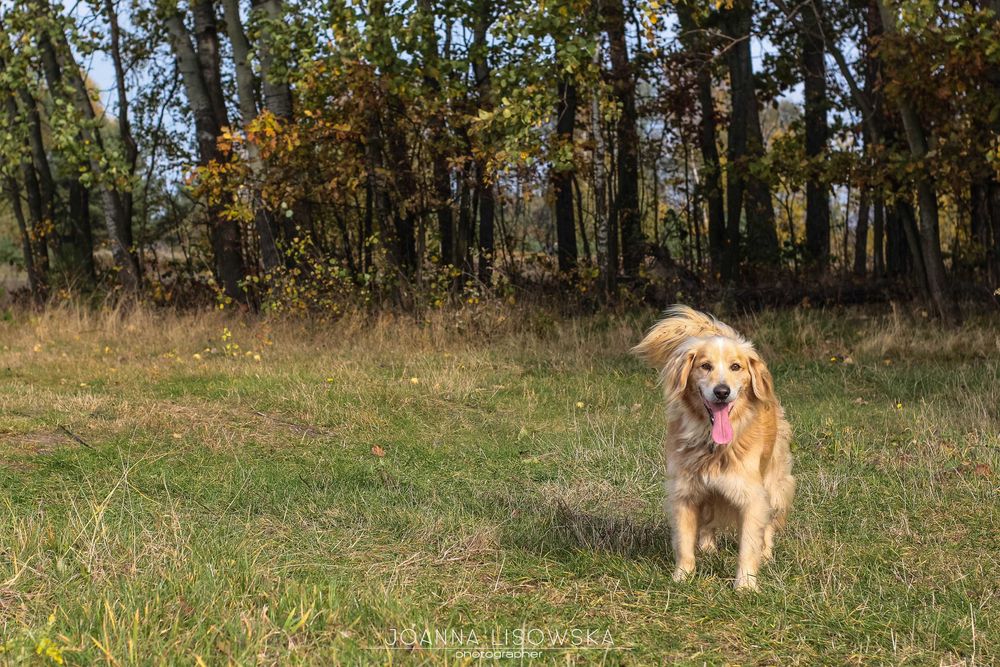 Mix cocer spaniel i golden do adopcji!