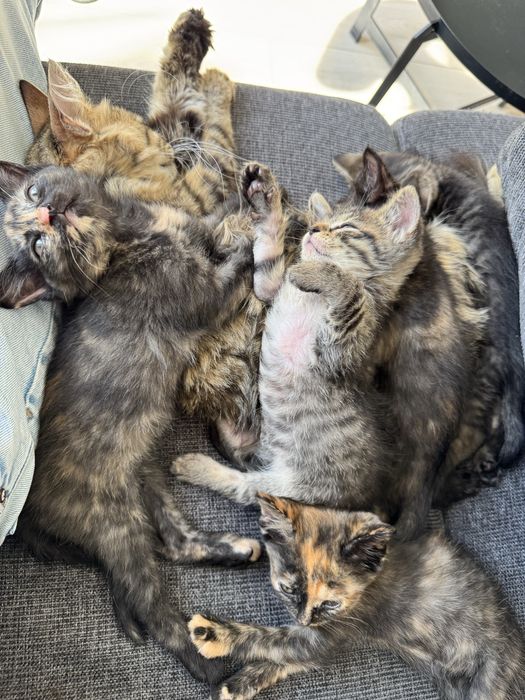 Кошенята в добрі руки