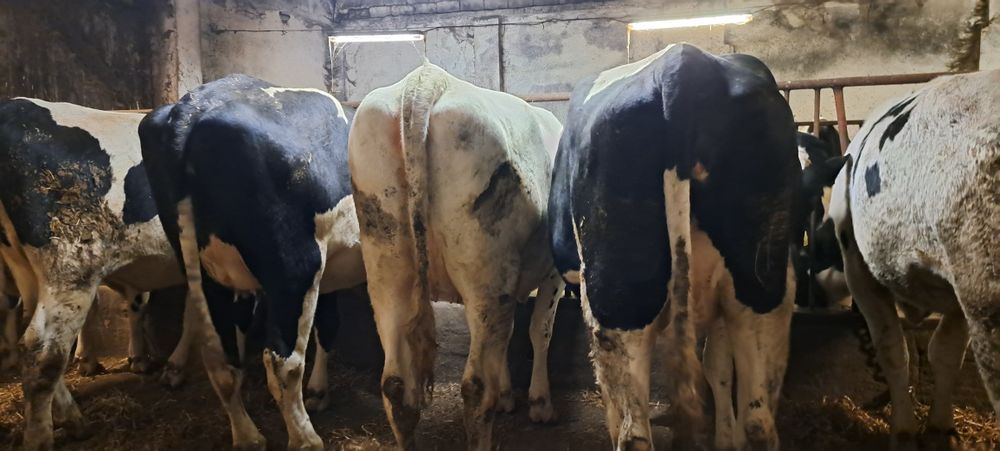 Jałowki wysokocielne