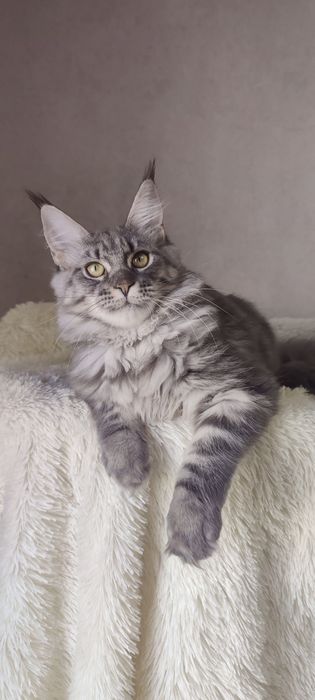 Крупна блакитна дівчинка мейн-кун